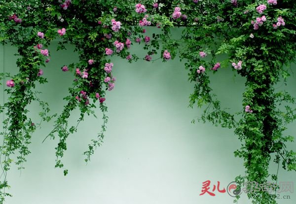 结婚第55年是什么婚?第五十五是年绿宝石婚