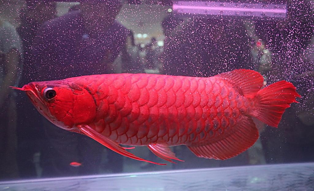 红龙鱼的种类